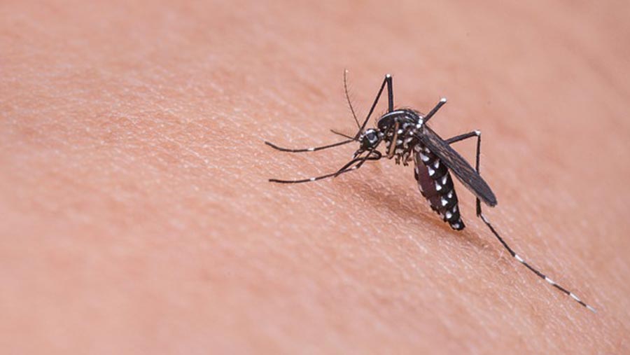 “Dengue in Bangladesh alarming but not out of control”