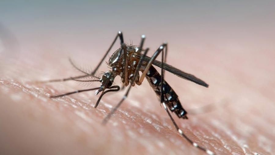 Govt. issues guidelines for dengue prevention
