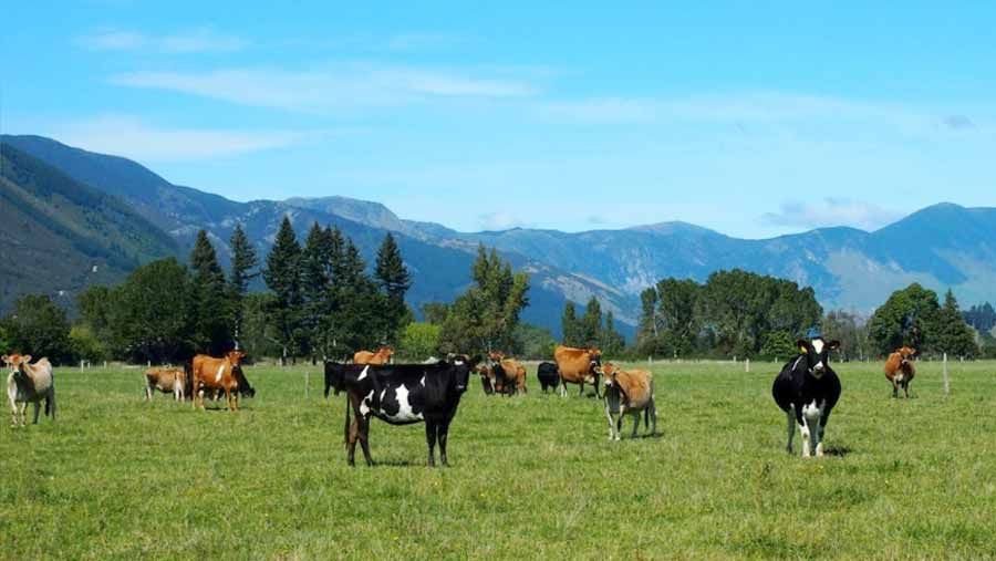 New Zealand economic growth slides to five-year low