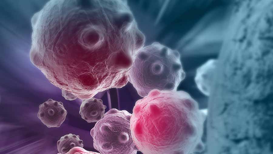 Scientists seek clues on how cancer is born