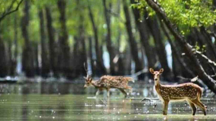 Sundarbans reopens to tourists
