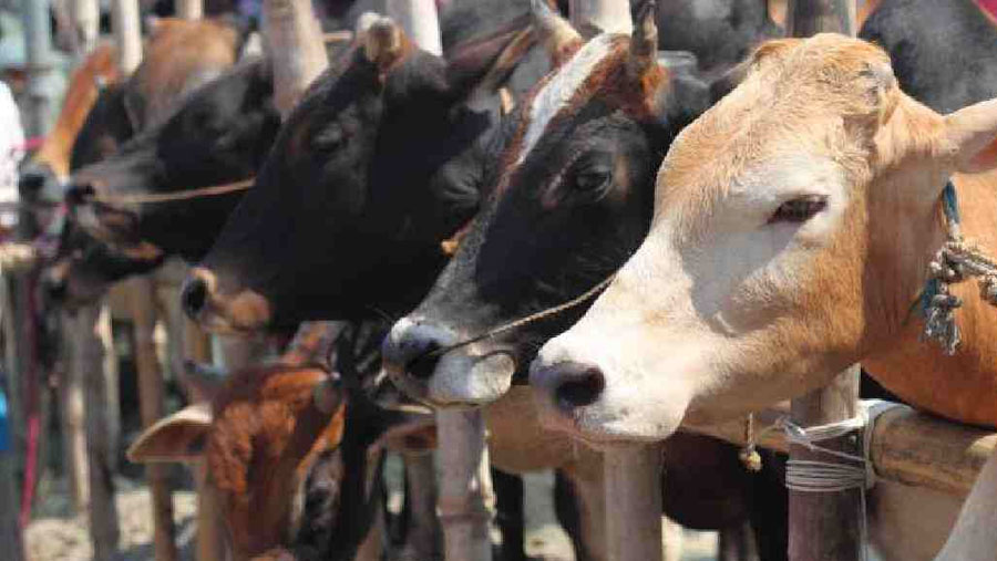 18 makeshift cattle markets to operate in city from Jul 17