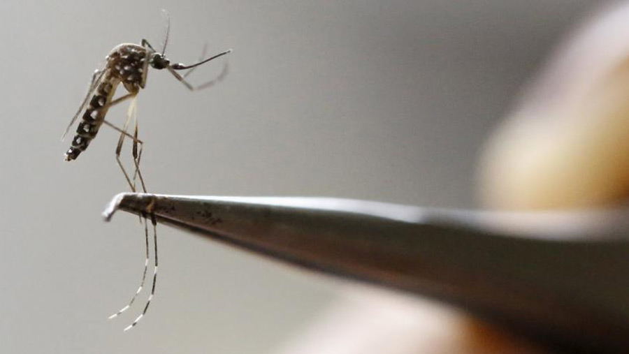 The country may witness massive dengue outbreak
