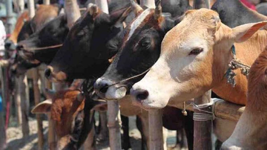 Sacrificial animal sale begins in the city's 20 cattle markets
