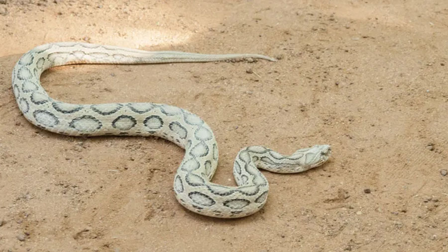 The country reels from surge in snake bites